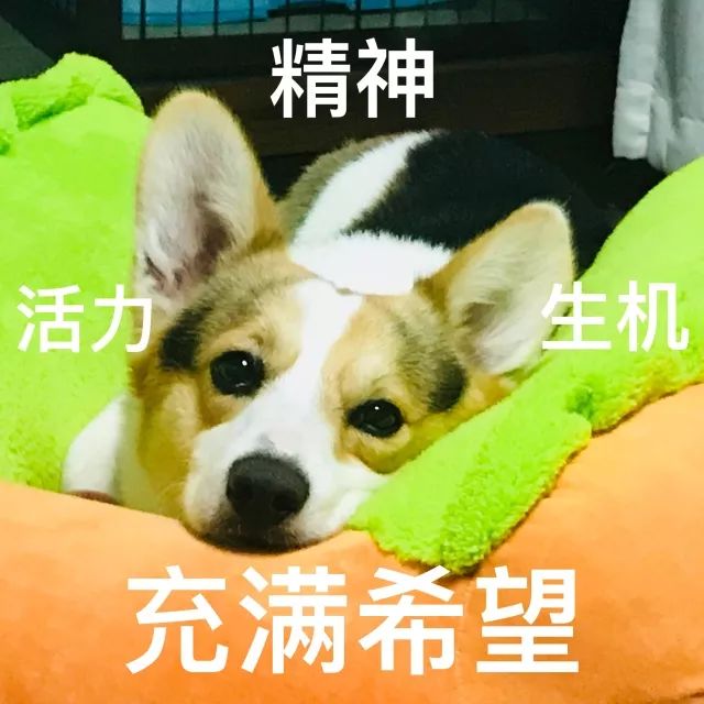 阿弥陀佛送祝福,阿弥陀佛送儿女的礼物