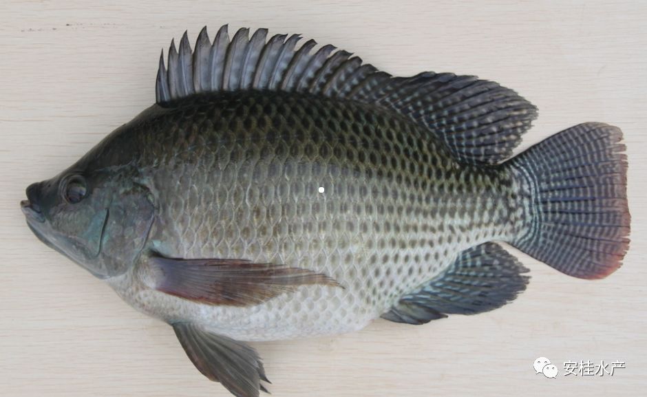 罗非鱼最低温度多少度才能过冬,罗非鱼在气温几度以下会冻死