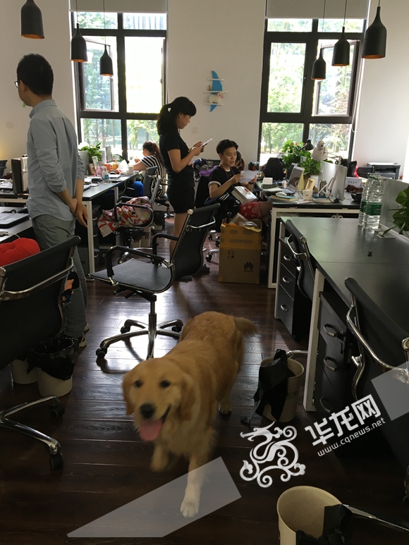 十大宠物电商平台,宠物电商第一步怎么做