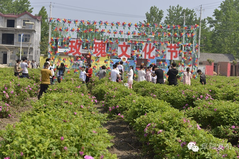 界首有个*瑰园玫**,美爆了!没去别后悔~