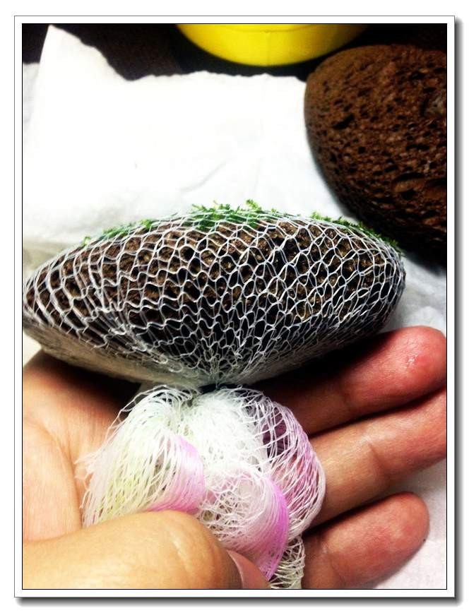 社区精华有鱼成长之路