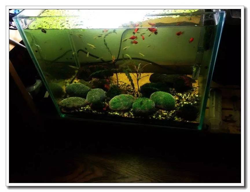 社区精华有鱼成长之路