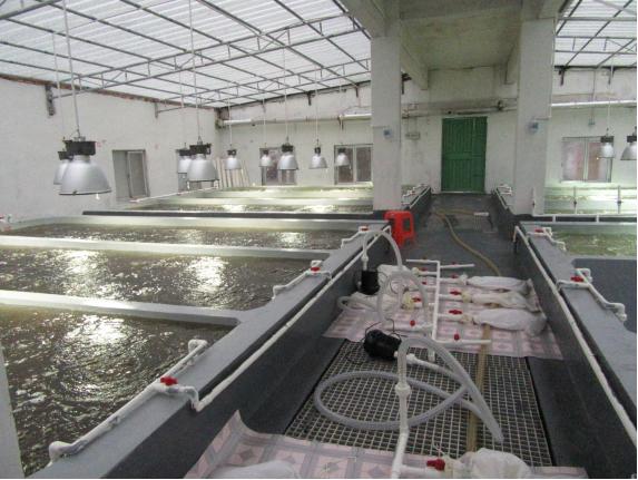 最好的虾苗品牌,新品虾苗