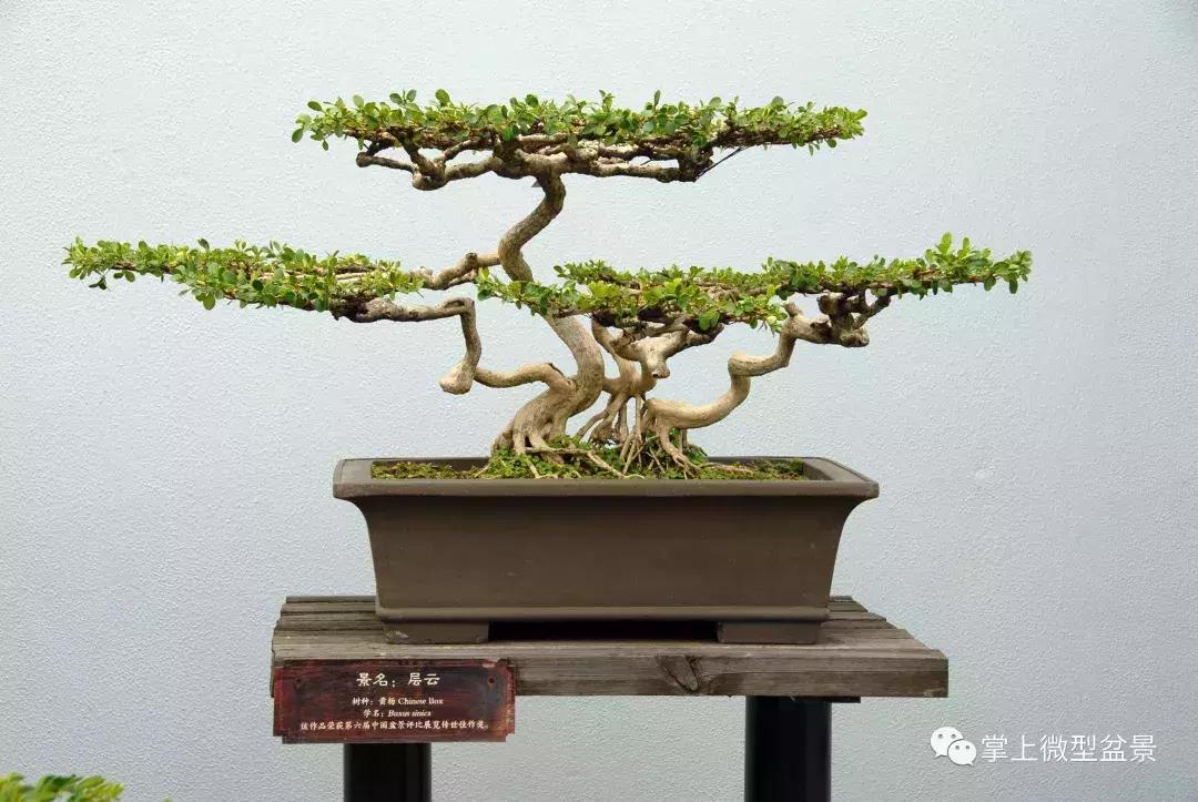 盆景知识与制作图片高清,盆景三枝定位法图解