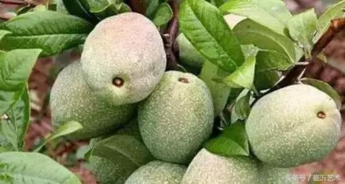 临沂景色有多美,临沂的独特风光