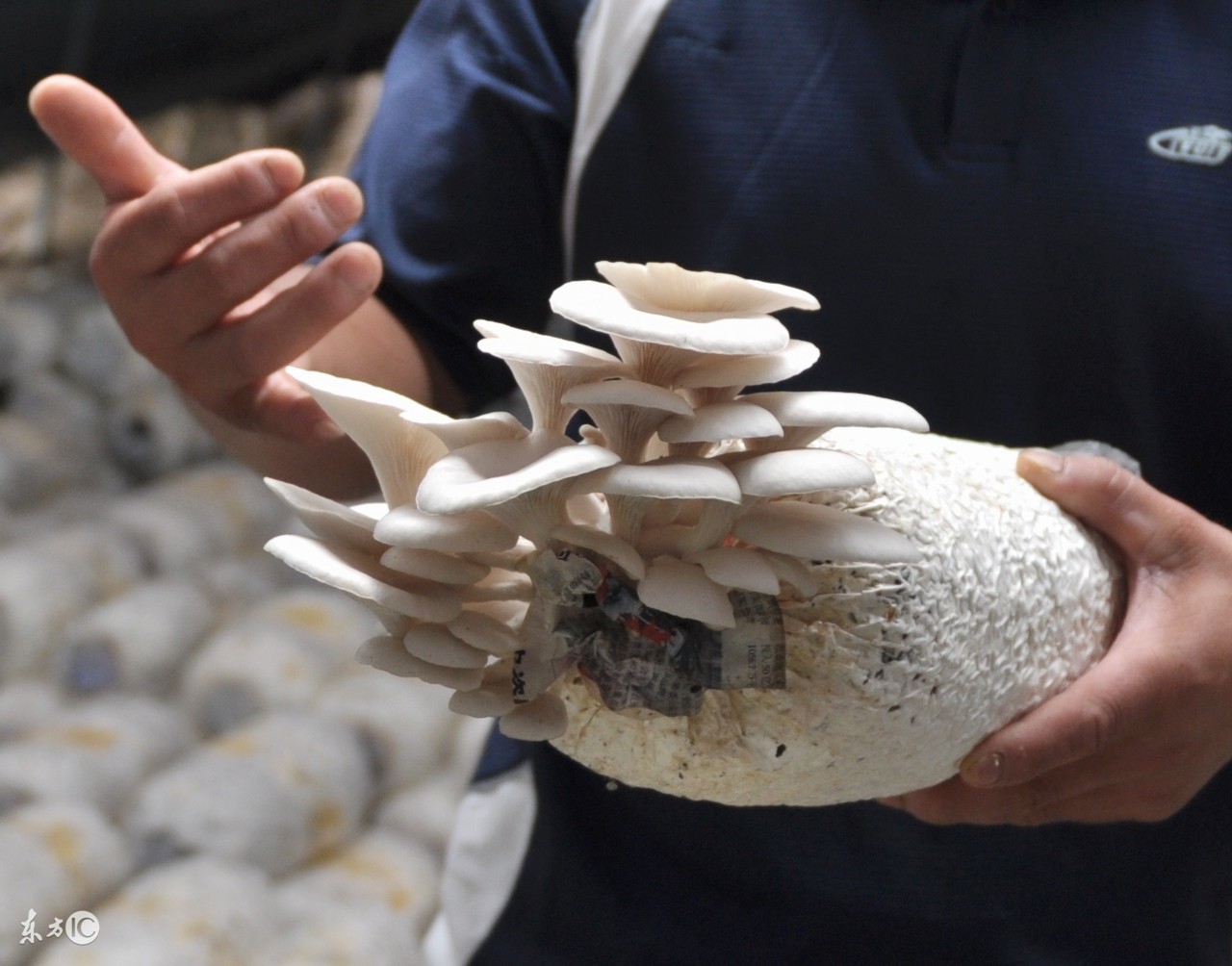 种蘑菇有前景吗,种蘑菇难不难