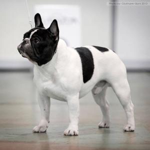 可爱的斗牛犬视频,法国斗牛犬训练大小便