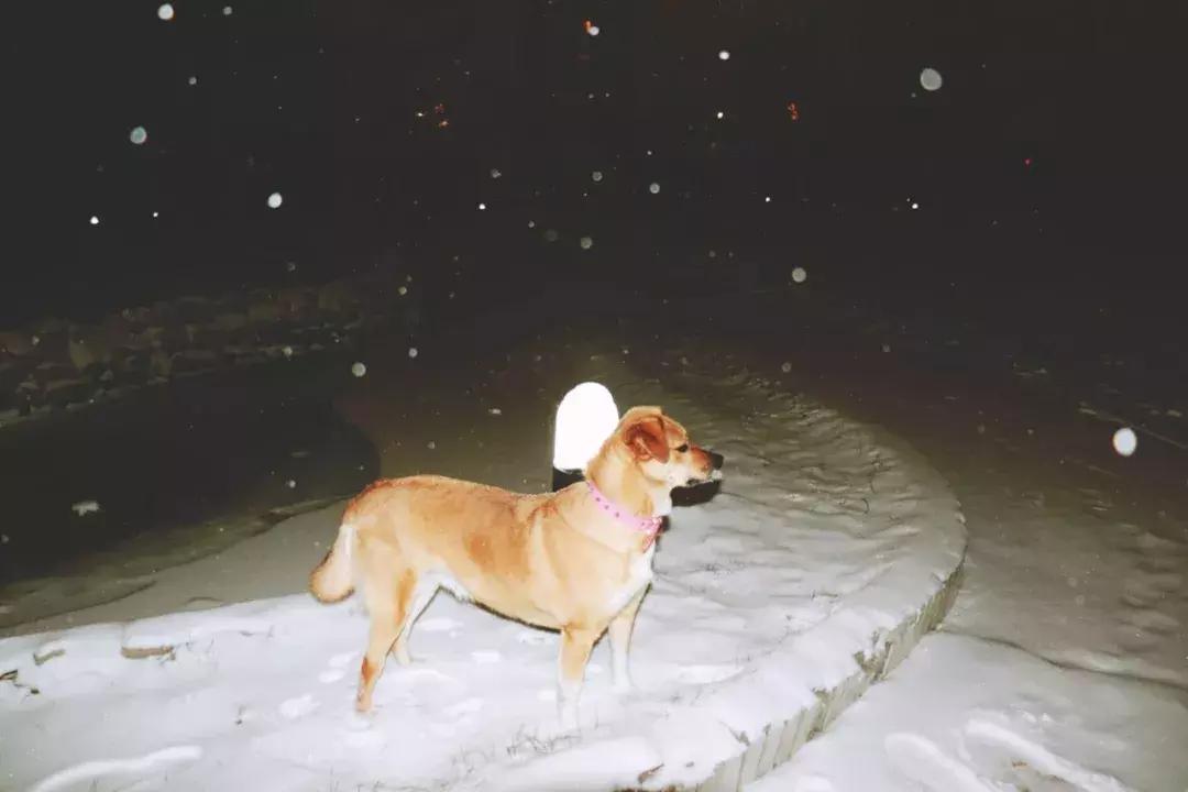 雪下得那么深那么认真下句怎么接,雪下得那么深那么认真全部歌词