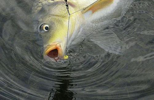 为什么野钓要调钝,钓鱼如何调钝和调灵