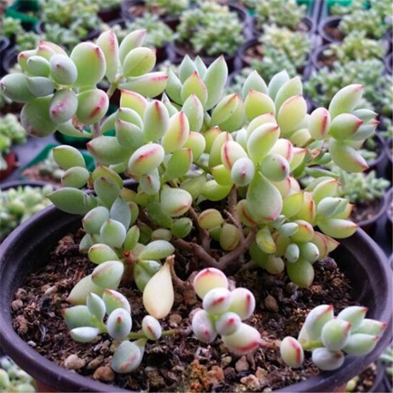 划划手机养养眼，让多肉美拍缓解你的疲劳，静下来明天再出发！