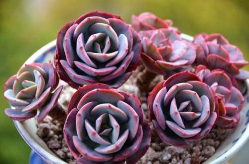 划划手机养养眼，让多肉美拍缓解你的疲劳，静下来明天再出发！