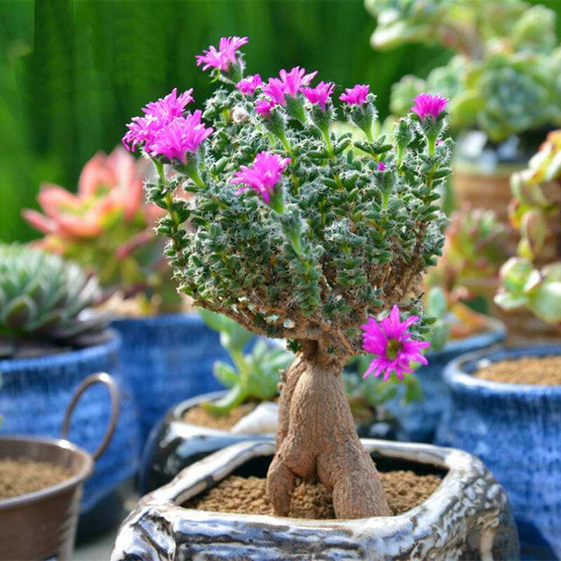 划划手机养养眼，让多肉美拍缓解你的疲劳，静下来明天再出发！