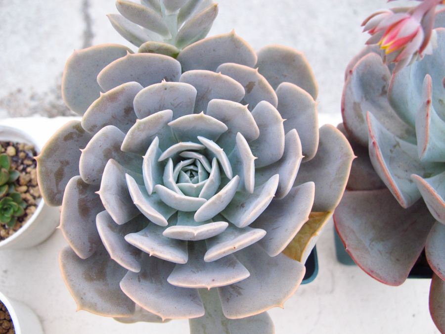 划划手机养养眼，让多肉美拍缓解你的疲劳，静下来明天再出发！