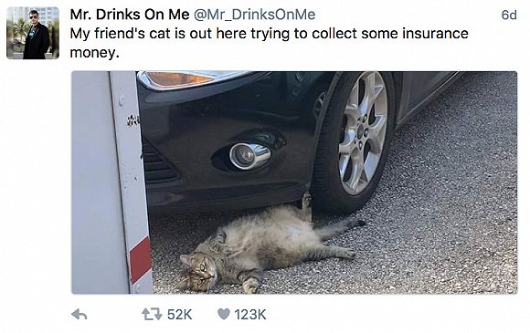 现在的猫都学成精了,这年头连猫都成精了