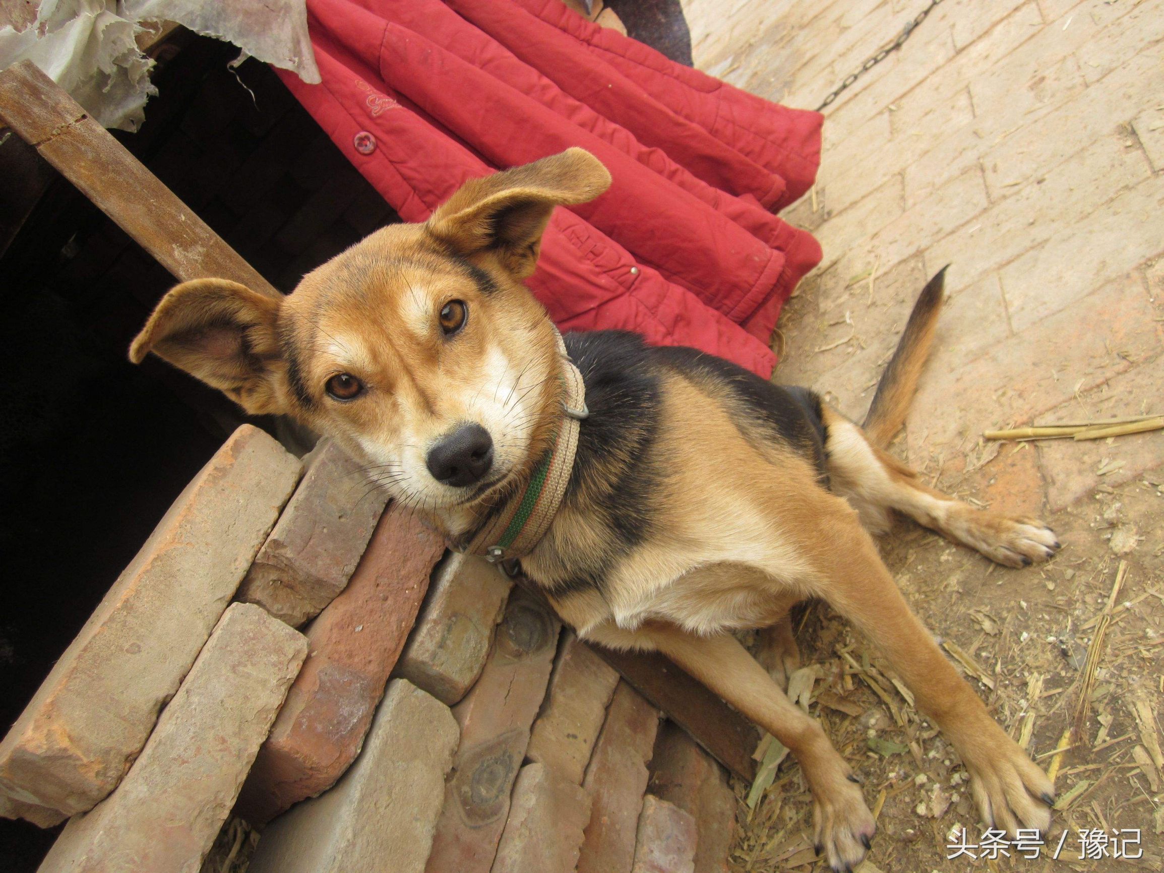 狗年将至,三只狗告诉我什么叫“知心的朋友,暖脚的老狗”