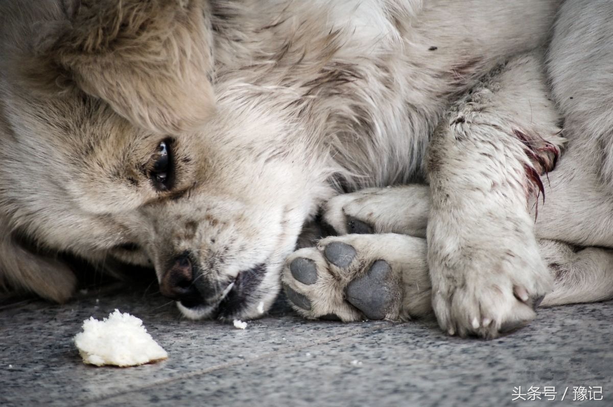 狗年将至,三只狗告诉我什么叫“知心的朋友,暖脚的老狗”