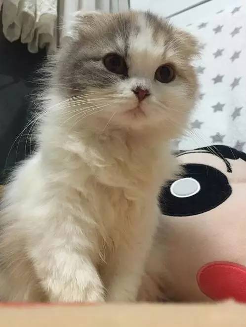 治疗猫癣过程注意什么,猫咪预防猫癣用什么药比较好