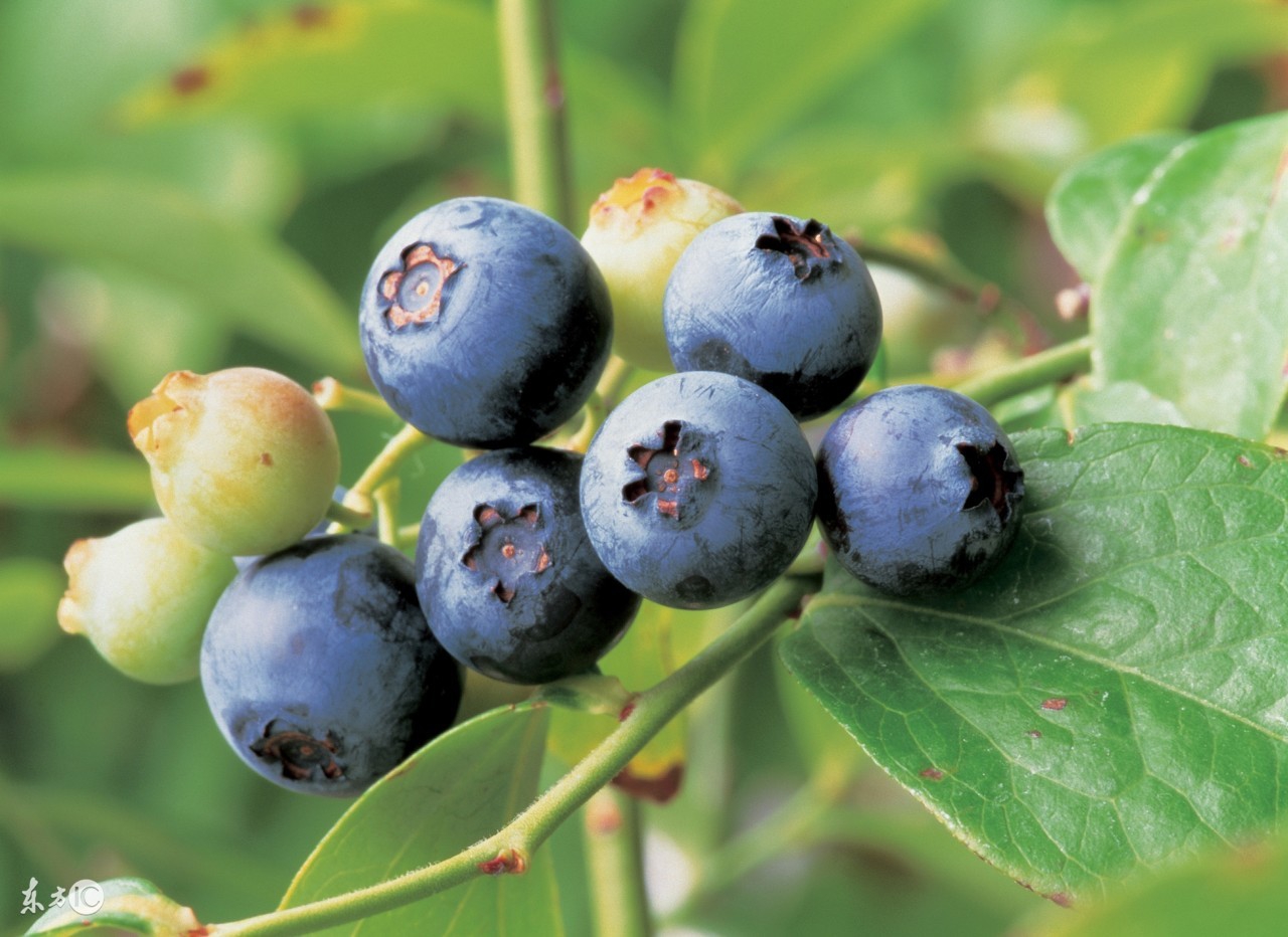 乌梅西梅话梅青梅区别,青梅话梅乌梅酸梅是一种水果吗