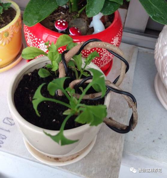 不用种子种的小盆栽简单教程,简单种子盆栽