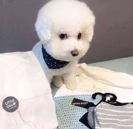 比熊犬视频大全集,比熊犬第三针怎么打