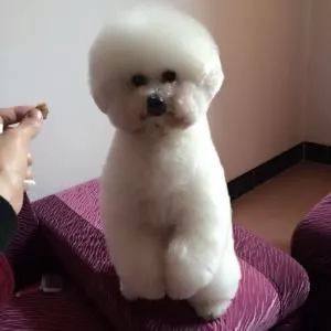 比熊犬视频大全集,比熊犬第三针怎么打