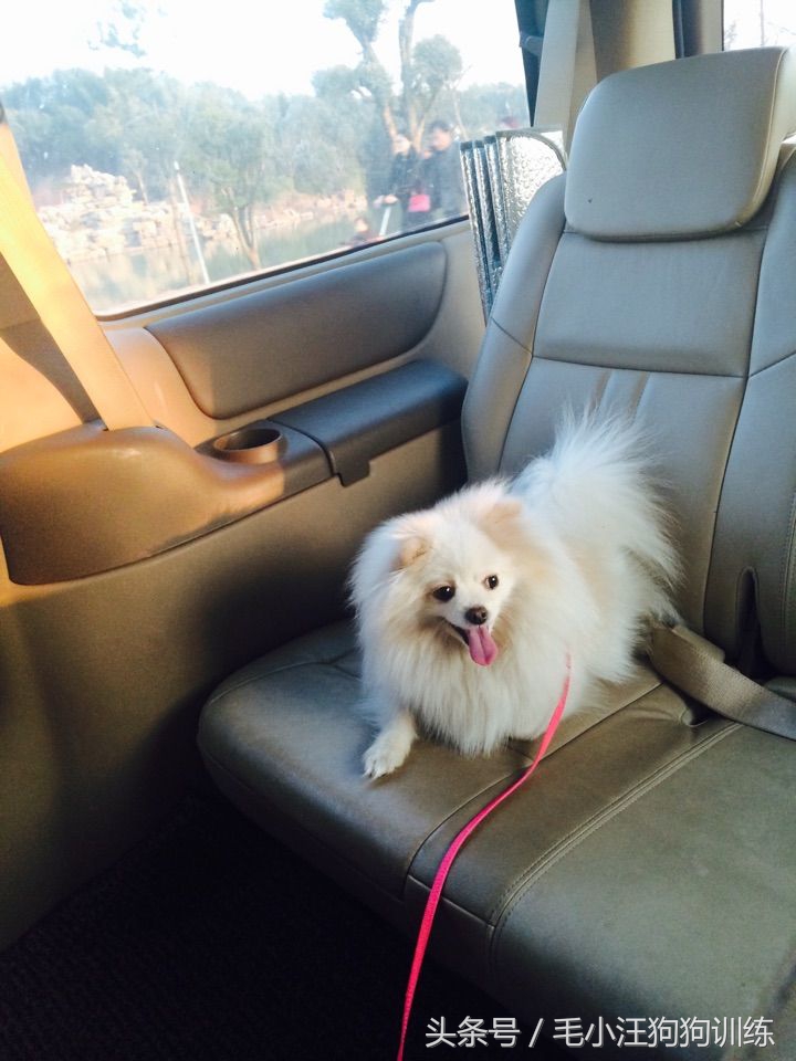 怎样治博美歪头,歪脖可不可以矫正