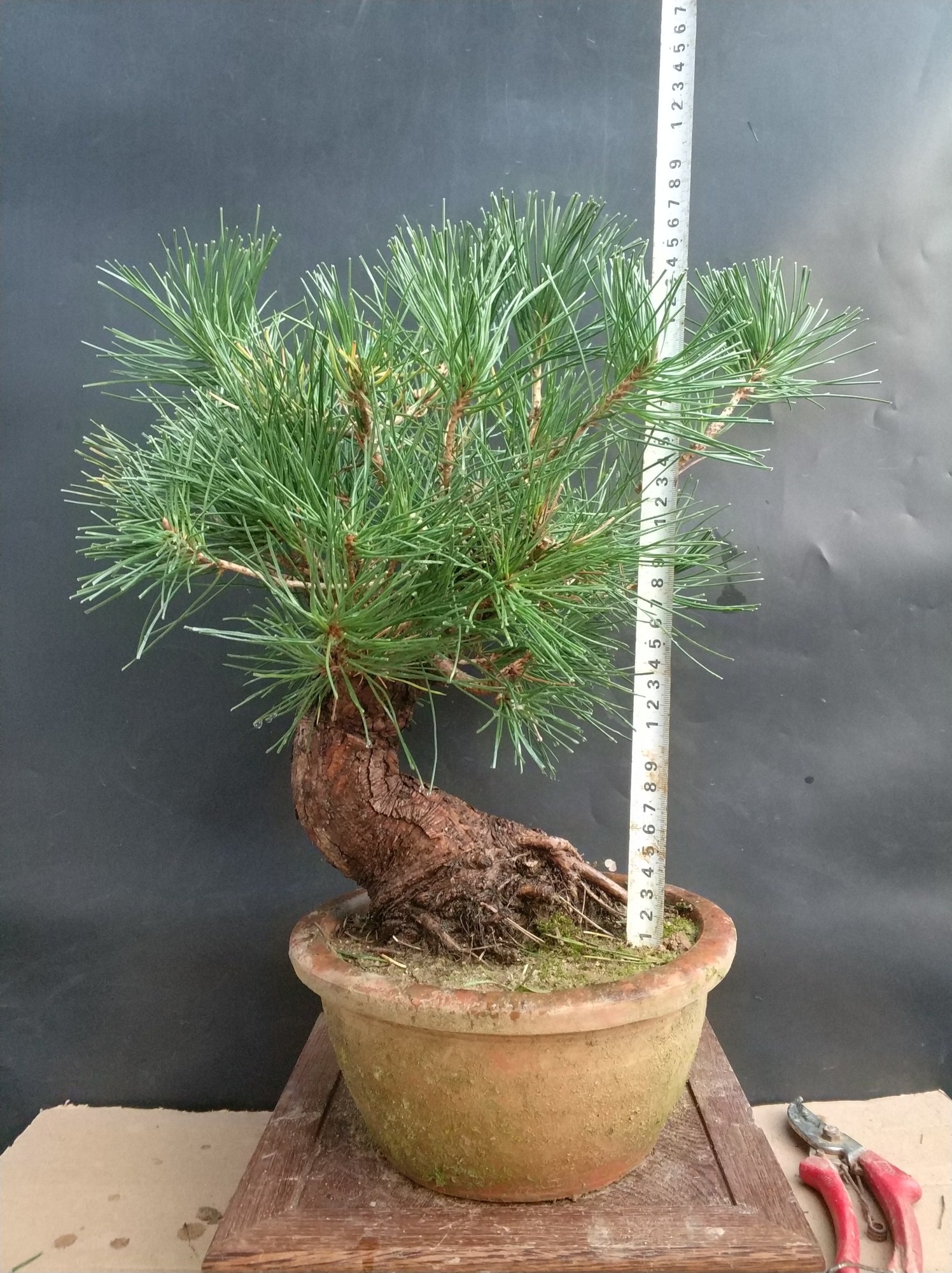 黑松小品好养吗 (小品黑松精品图片)