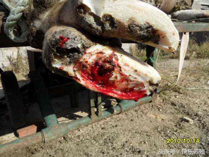 肉牛育肥后期瘸腿怎么治,肉牛跛行的病因分析防治措施