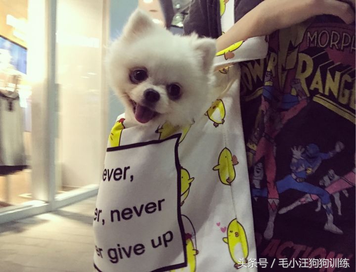 怎样治博美歪头,歪脖可不可以矫正