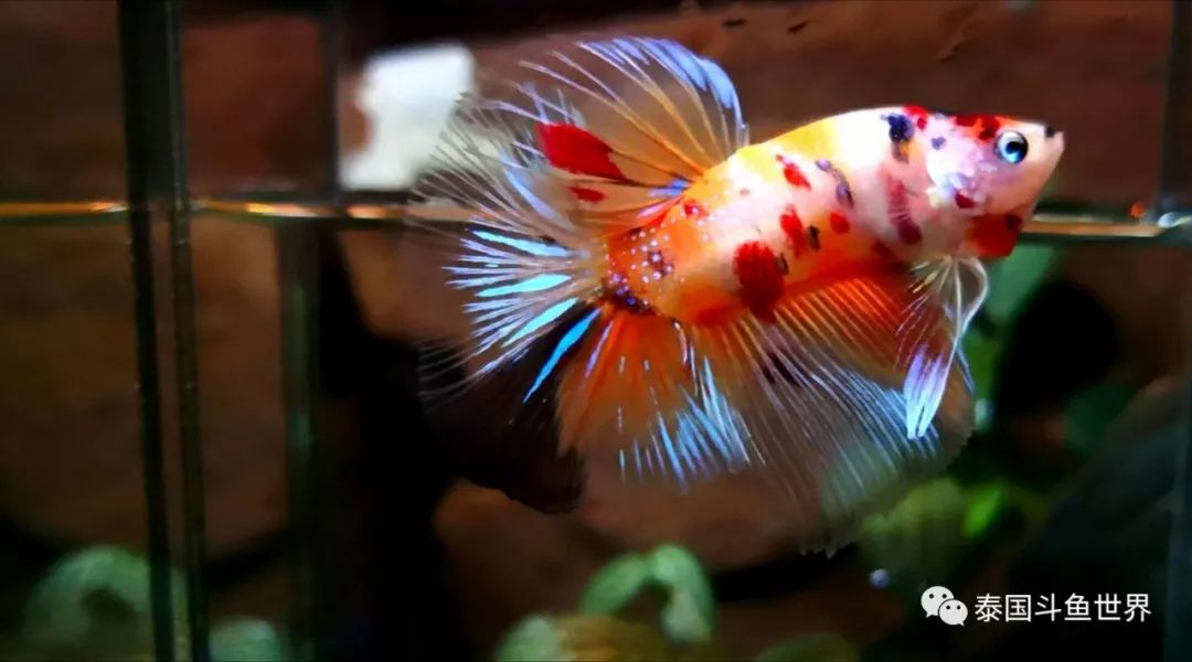 斗鱼拍卖最新消息,超极品泰国斗鱼拍卖