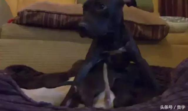 狗妈妈涨奶求助,狗妈妈涨奶最后烂了怎么办