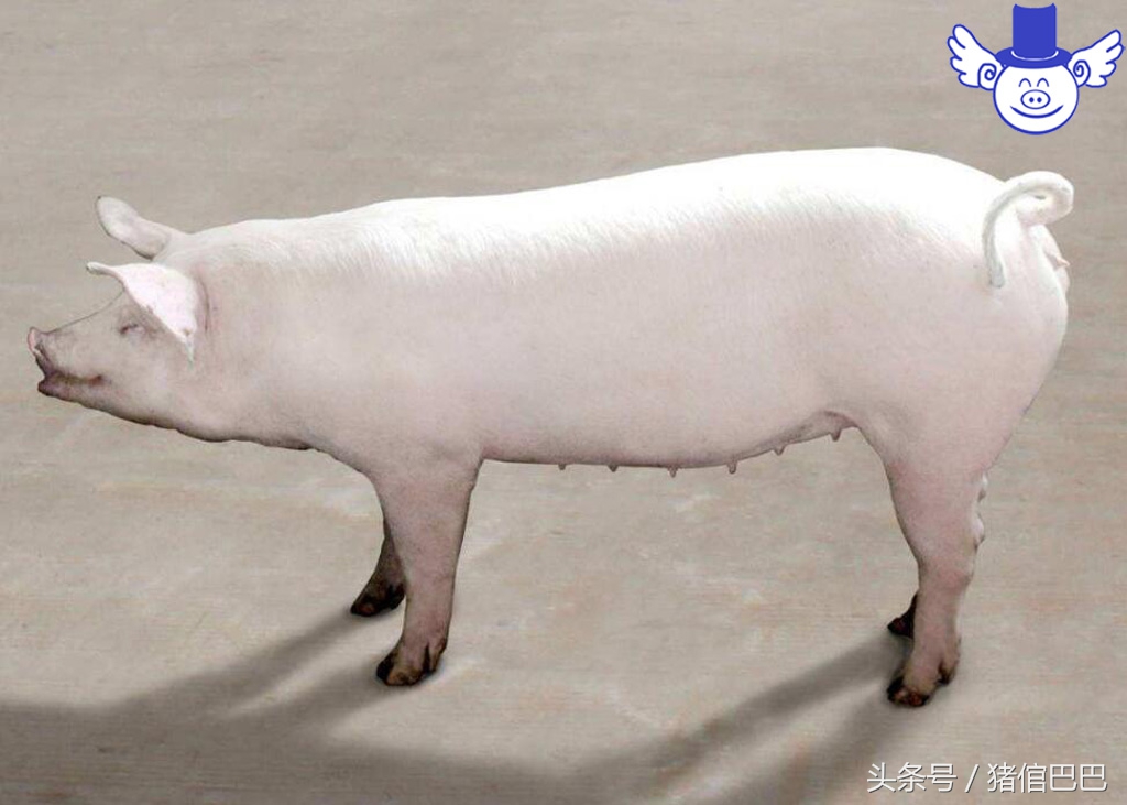 猪身体发白没精神是什么病,猪身发白体温正常不吃食怎么回事