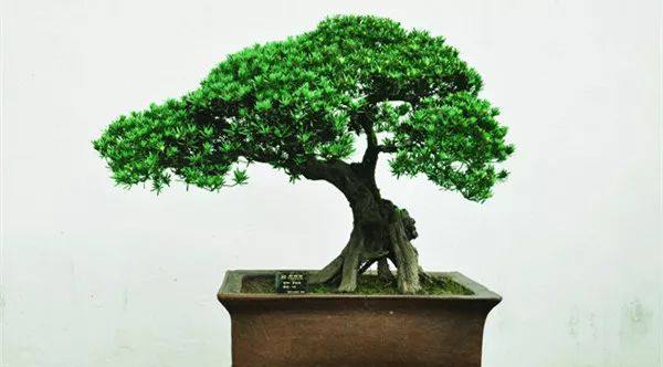 给长辈病人送花送什么花,给长辈送花适合送什么花