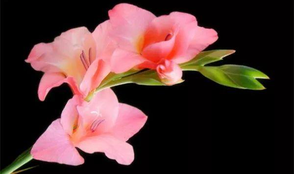 给长辈病人送花送什么花,给长辈送花适合送什么花