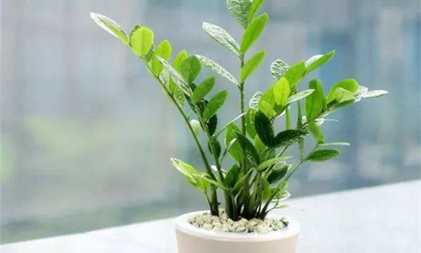 给长辈病人送花送什么花,给长辈送花适合送什么花