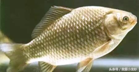 养虾的基本知识要怎么养,养虾的全过程基本知识