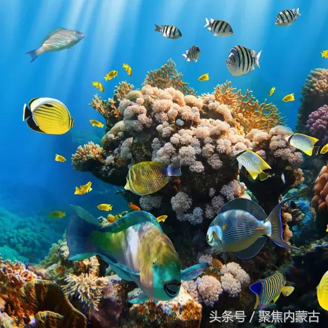 鄂尔多斯海洋馆开放时间,鄂尔多斯海洋馆旅游攻略