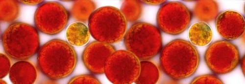 瑞典astaxin拜尔力天然虾青素,瑞典astaxin虾青素有什么用