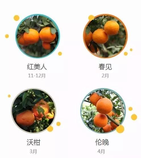 鏄ヨ鍜屾槑鏃ヨ鍜屾矁鏌戝摢涓洿濂藉悆,鏌戞鍥涘ぇ缇庝汉