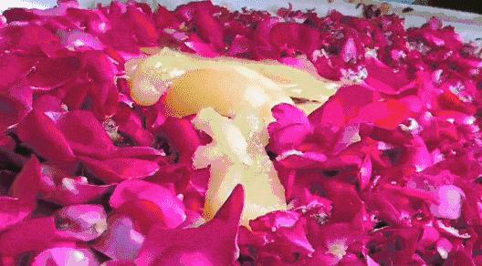 送礼就送鲜花饼,送礼送嘉华的鲜花饼