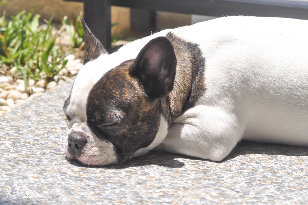 可爱的斗牛犬视频,法国斗牛犬训练大小便