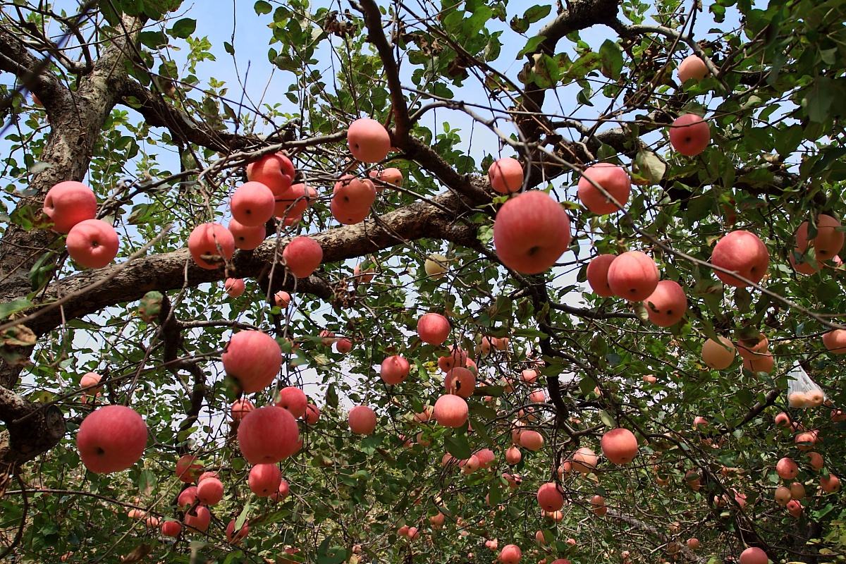孕期一定要吃的8种水果,孕期缓解便秘水果