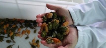 为了养蛙失去女友,这位男子痴迷宠物蛙十年花了近百万|金融拾趣