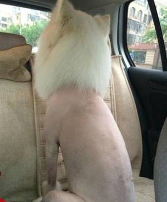 新闻FAN|顺手牵了个编织袋过海关谁也没猜到结局是！