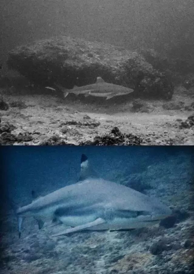 酷潜潜水普吉岛,普吉岛潜水不会游泳可以潜吗