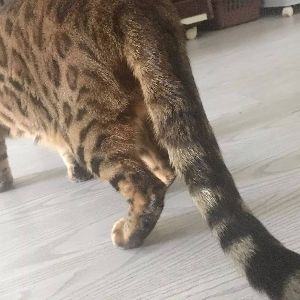 治疗猫癣过程注意什么,猫咪预防猫癣用什么药比较好