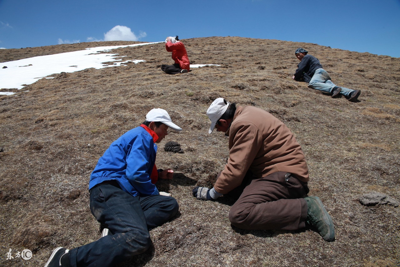 冬虫夏草哪一款最畅销 (真正的冬虫夏草大概多少钱)