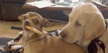 当你的宠物老了病了还能玩耍吗,宠物老了怎么办