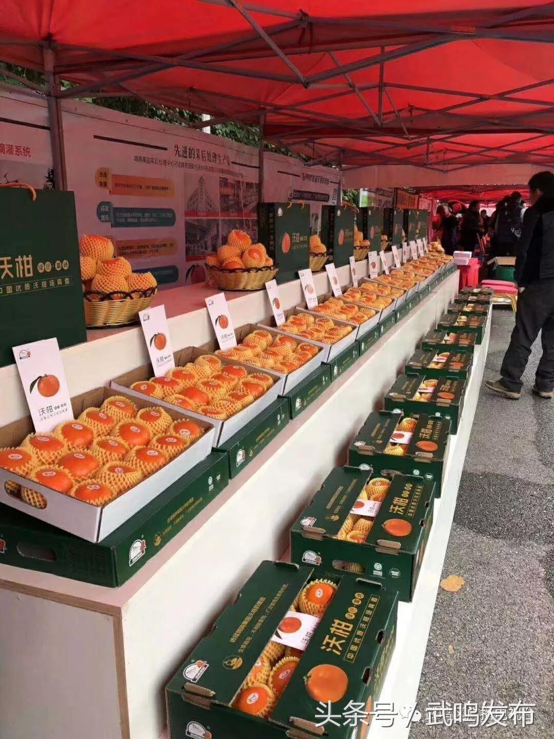 武鸣沃柑开园上市,武鸣沃柑2024发布现场