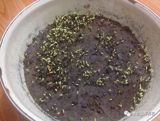 不用种子种的小盆栽简单教程,简单种子盆栽